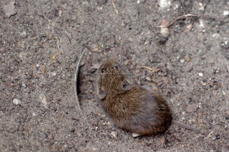 A vole with its reddish-brown fur sits on the groun