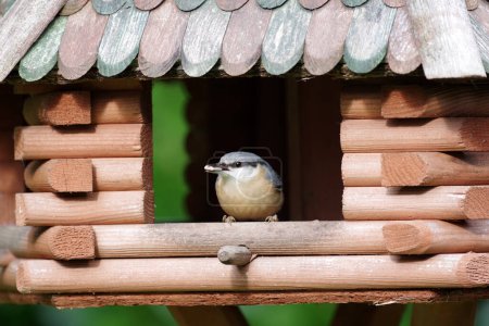 Photo for A nuthatch looks out of the feeder and has sunflower seeds in its bea - Royalty Free Image