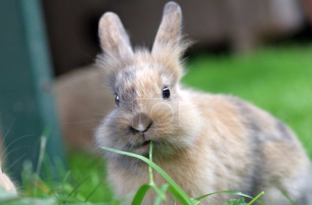 Foto de Un conejo doméstico joven tiene una brizna de hierba en la boca - Imagen libre de derechos