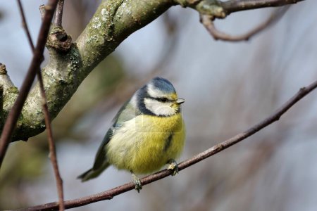 Detail shot of a blue tit on a branch in spring
