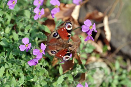 The peacock butterfly sits on pink flowers with its wings spread