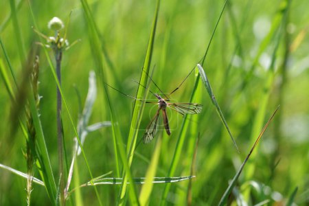 El cranefly se aferra a la hoja de hierba con sus largas patas