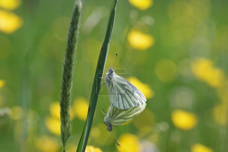 Two green-veined white butterflies mate and hold on to a blade of grass