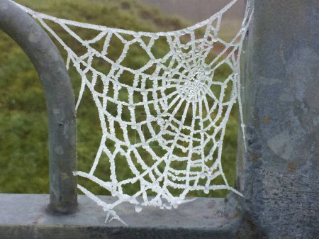 Photo for Frozen spiders web on a winters day - Royalty Free Image