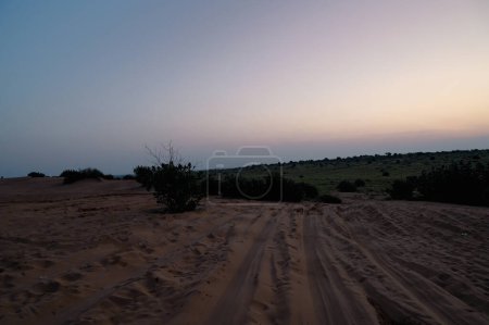 Téléchargez les photos : Vue sur les dunes de sable du désert de Thar, lumière d'avant l'aube avant le lever du soleil. Rajasthan, Inde. Akondo, Calotropis gigantea, l'arbuste de fleurs couronnes a grandi dans le désert. - en image libre de droit