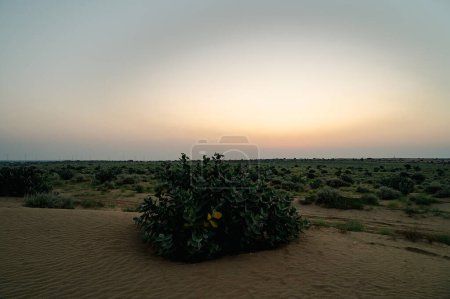 Foto de Vista de las dunas del desierto de Thar, luz antes del amanecer antes del amanecer. Rajastán, India. Akondo, Calotropis gigantea, el arbusto de la flor de la corona ha crecido en el desierto. - Imagen libre de derechos