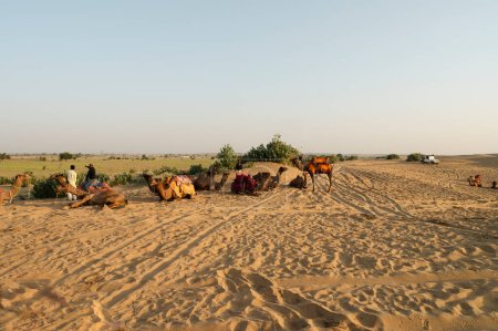 Dromedar, Dromedar, Arabisches Kamel oder Einbuckelkamel werden für Kamelreiten und Abenteuersport verwendet. Thar Wüste, Rajasthan, Indien.