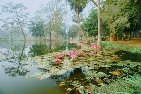 Téléchargez les photos : Colourful view of a pond filled with leaves of Nymphaea , aquatic plants, commonly known as water lilies. Indian winter image. Shot at Howrah, West Bengal, India - en image libre de droit