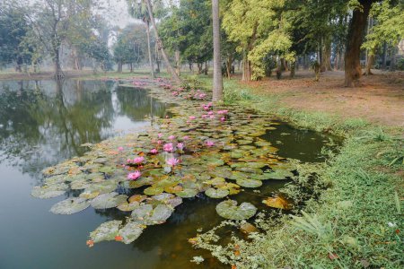 Téléchargez les photos : Beautiful view of a pond filled with leaves of Nymphaea , aquatic plants, commonly known as water lilies. Indian winter image. Shot at Howrah, West Bengal, India - en image libre de droit