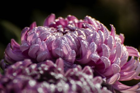 Téléchargez les photos : Majenta Dahlia pétales de fleurs avec des gouttes de rosée sur eux. Dahlia est une plante vivace touffue, tubéreuse, herbacée, de la famille des Asteraceae de plantes dicotylédones. Fond sombre. Image de stock de fleur. - en image libre de droit