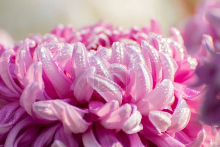 Téléchargez les photos : Majenta Dahlia pétales de fleurs avec des gouttes de rosée sur eux. Dahlia est une plante vivace touffue, tubéreuse, herbacée, de la famille des Asteraceae de plantes dicotylédones. Nature Contexte. Image de stock de fleur. - en image libre de droit