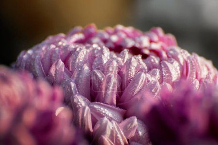 Téléchargez les photos : Majenta Dahlia pétales de fleurs avec des gouttes de rosée sur eux. Dahlia est une plante vivace touffue, tubéreuse, herbacée, de la famille des Asteraceae de plantes dicotylédones. Nature Contexte. Image de stock de fleur. - en image libre de droit