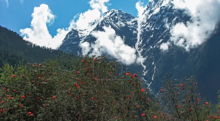 Yumthang Valley o Sikkim Valley of Flowers sanctuary, Himalayan mountains background, North Sikkim, India. Santuario de Shingba Rhododendron. Flores de rododendro con fuente congelada y nubes.