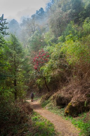 Photo for A trekker trekking through dense forest towards Varsey Rhododendron Sanctuary or Barsey Rhododendron Sanctuary. A very popular nature travel , scenic tourist trekking route at Sikkim, India. - Royalty Free Image