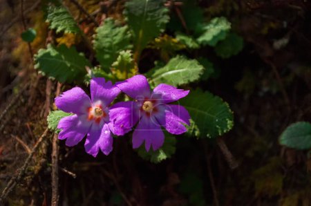Photo for Purple golden eyed Primrose flower, Primual calderiana, high altitude primrose found in the Himalayas. At trekking route Varsey Rhododendron Sanctuary or Barsey Rhododendron Sanctuary, Sikkim, India. - Royalty Free Image