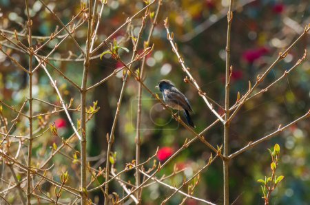 Foto de Pájaro papamoscas, Ficedula strophiata, familia de aves Muscicapidae en el bosque montano húmedo del Himalaya. Pájaro de color marrón rojizo con un parche de color distintivo en la garganta. - Imagen libre de derechos