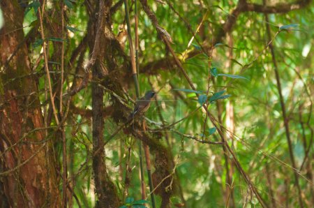 Foto de Pájaro papamoscas, Ficedula strophiata, familia de aves Muscicapidae en el bosque montano húmedo del Himalaya. Pájaro de color marrón rojizo con un parche de color distintivo en la garganta. - Imagen libre de derechos
