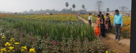 Photo for Khirai, West Bengal, India- 23.01.23 : Panorama of visitors at field of Rajanigandha, Agave amica, Polianthes tuberosa, the tuberose, an ornamental plant at valley of flowers. Harvested here for sale. - Royalty Free Image