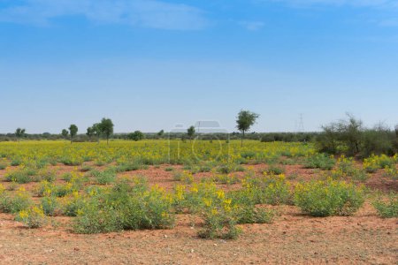 Mustard seeds plantation near Jodhpur city, at Thar desert with blue sky background, Rajasthan, India.