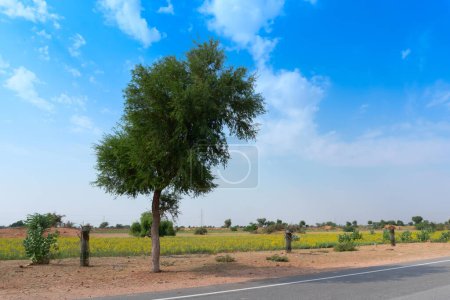 Un grand arbre debout à côté de la plantation de graines de moutarde près de la ville de Jodhpur, dans le désert de Thar avec un fond bleu ciel, Rajasthan, Inde.