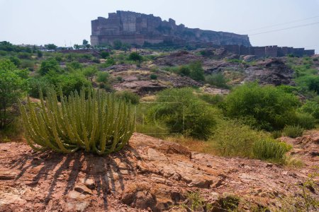 Thhor, Euphorbia caducifolia, das Maskottchen der Thar-Wüste, die mehrstämmige Pflanze wird oft als Kaktus bezeichnet. Rao Jodha Desert Rock Park, Jodhpur, Rajasthan, Indien. Historisches Mehrangarh Fort im Hintergrund.