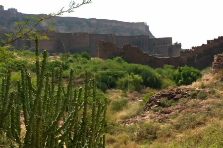 Thhor, Euphorbia caducifolia, das Maskottchen der Thar-Wüste, die mehrstämmige Pflanze wird oft als Kaktus bezeichnet. Rao Jodha Desert Rock Park, Jodhpur, Rajasthan, Indien. Historisches Mehrangarh Fort im Hintergrund.