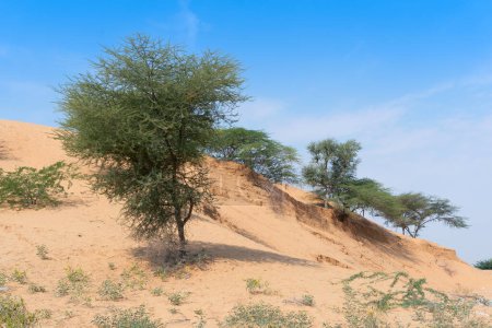 Photo for Green trees, vegetation found rarely at Thar desert . Barren land , sand dunes of Jodhpu, Rajasthan, India. - Royalty Free Image