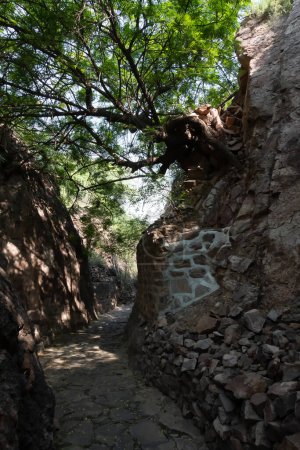 Tuf soudé, massives roches volcaniques roses de Rao Jodha Desert Rock Park, Jodhpur, Rajasthan, Inde. Près du fort historique de Mehrangarh, le parc contient une végétation désertique et terrestre écologiquement restaurée..