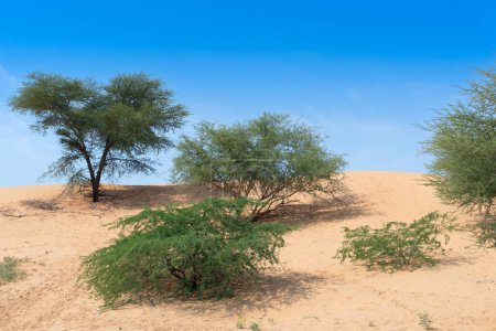 Photo for Green trees, vegetation found rarely at Thar desert . Barren land , sand dunes of Jodhpu, Rajasthan, India. - Royalty Free Image