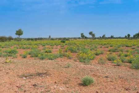 plantation de graines de moutarde près de la ville de Jodhpur, au désert de Thar avec fond bleu ciel, Rajasthan, Inde.