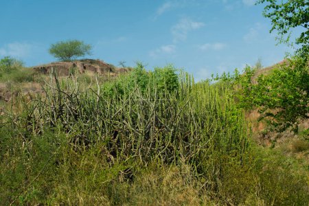 Thhor, Euphorbia caducifolia, das Maskottchen der Thar-Wüste, diese mehrstämmige Pflanze wird oft als Kaktus bezeichnet. Rao Jodha Desert Rock Park, Jodhpur, Rajasthan, Indien. In der Nähe des historischen Mehrangarh Fort.