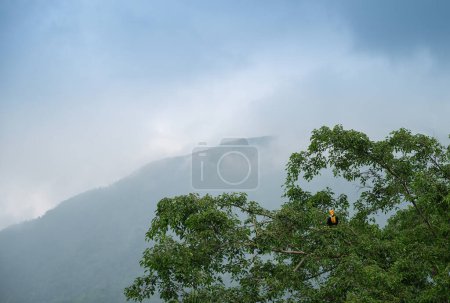 El gran pájaro carey, Buceros bicornis, también conocido como el cáliz cóncavo en cascada, gran carey indio o gran carey de pico, se alza sobre un árbol verde con la montaña del Himalaya en el fondo.
