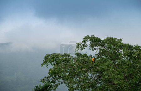Der große Hörnchenvogel Buceros bicornis, auch bekannt als konkav-kaskadenförmiger Hörnchenvogel, großer indischer Hörnchenvogel oder großer Rattenvogel, thront auf einem grünen Baum mit Himalaya-Berg im Hintergrund.