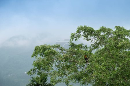 El gran pájaro carey, Buceros bicornis, también conocido como el cáliz cóncavo en cascada, gran carey indio o gran carey de pico, se alza sobre un árbol verde con la montaña del Himalaya en el fondo.