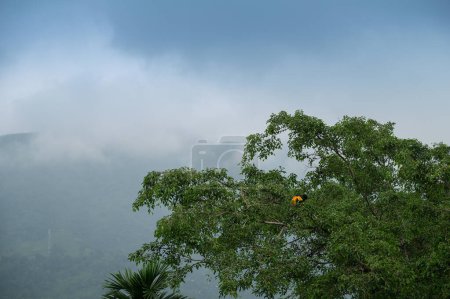 Der große Hörnchenvogel Buceros bicornis, auch bekannt als konkav-kaskadenförmiger Hörnchenvogel, großer indischer Hörnchenvogel oder großer Rattenvogel, thront auf einem grünen Baum mit Himalaya-Berg im Hintergrund.