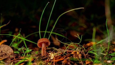 Photo for Laccaria laccata in a forest from the worm's-eye view. Concept mushroom picking, wildlife, edible mushrooms - Royalty Free Image