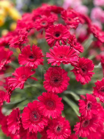 Photo for Beautiful red gerbera flowers in the garden. Selective focus. - Royalty Free Image