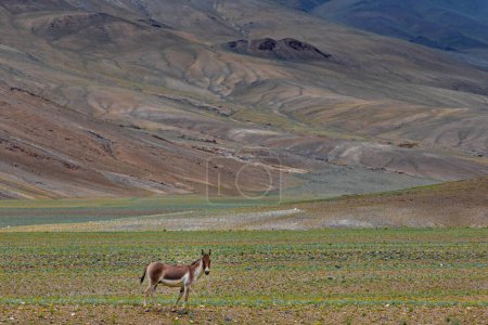 Téléchargez les photos : A lone kiang also known as Tibetan wild ass in the grasslands of Ladakh, India - en image libre de droit