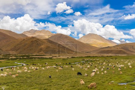 Photo for Heard of Pashmina sheep grazing along a stream in the high grasslands of Ladakh - Royalty Free Image