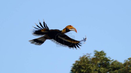 A Great Indian Hornbill in flight with its wings wide open against blue sky