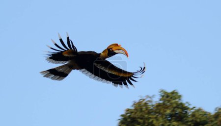 A Great Indian Hornbill in flight with its wings wide open against blue sky