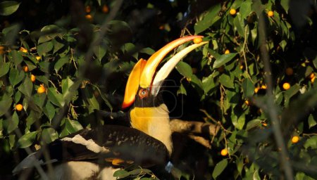 A great Indian Hornbill siting on a tree and holding some fruit between its beak.