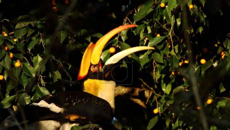 Ein großer indischer Hornvogel sitzt auf einem Baum und hält etwas Frucht zwischen seinem Schnabel.