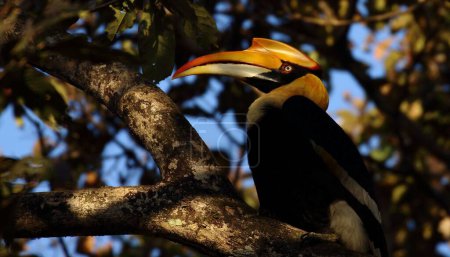 Ein großer indischer Hornvogel sitzt auf einem Ast eines Baumes in einem Regenwald
