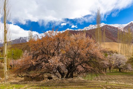 A fully grown apricot fruit trees in full bloom with green fields in the foreground and blue sky and clouds in the horizon