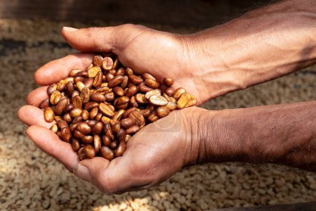 Foto de Mano del agricultor mostrando granos de café secos secados con proceso de miel, secados directamente después del proceso de pulpa - Imagen libre de derechos