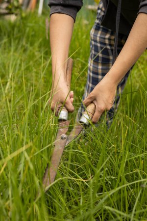 using garden shears to cut grass, garden maintenance, nature and household chores, work tool