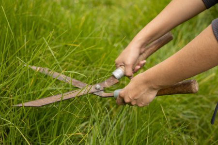 details of gardening shears for cutting grass, garden maintenance, nature care with work tool, natural condition