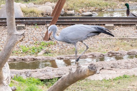 Téléchargez les photos : Stanley crane is searching for food in the water - en image libre de droit