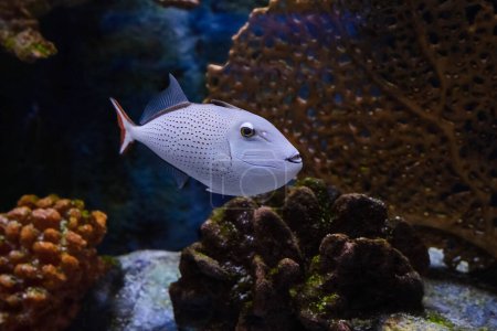 Téléchargez les photos : Captive red tail trigger fish is in a fish tank - en image libre de droit